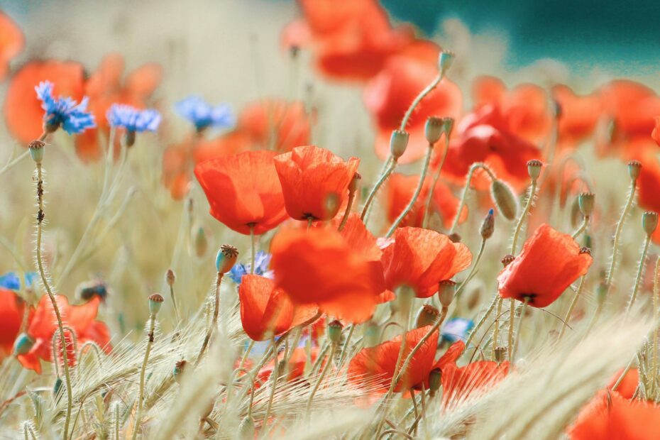 Fleurs de moissons 2